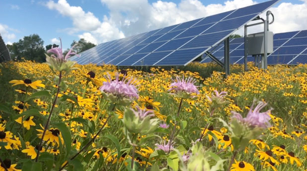 Maryland is paving the way for commercial solar power plants to become pollinator friendly